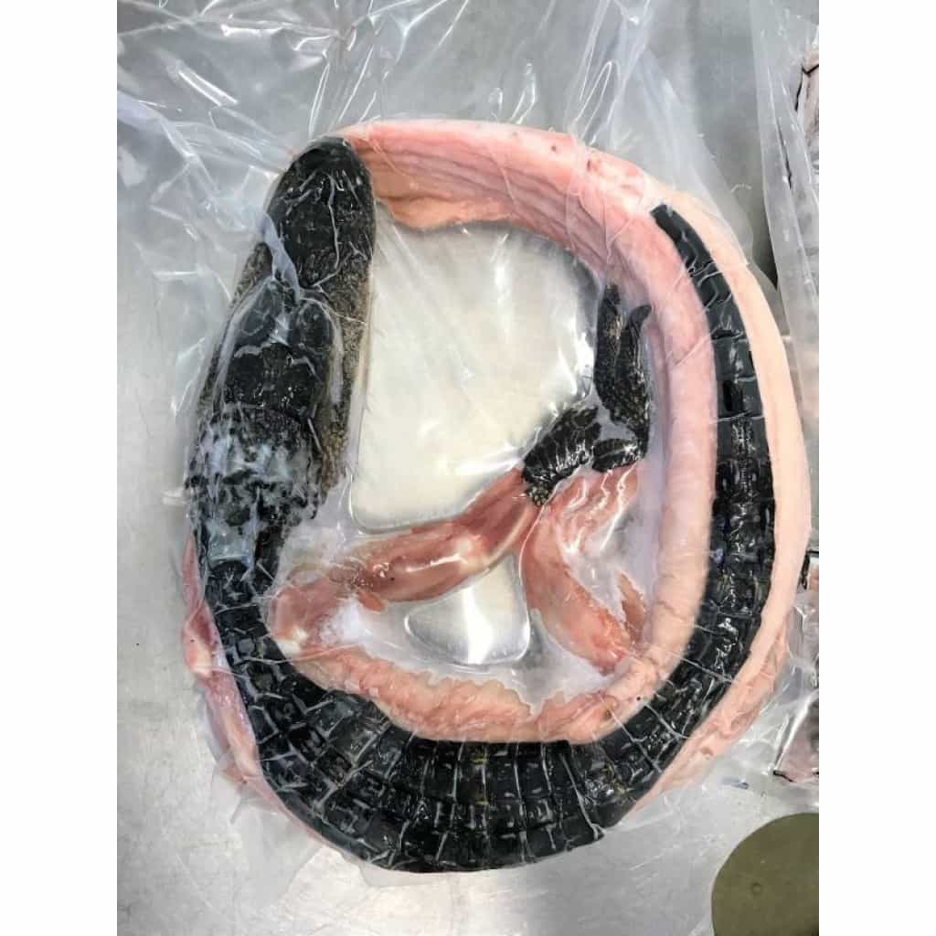 Whole Alligator (Large)