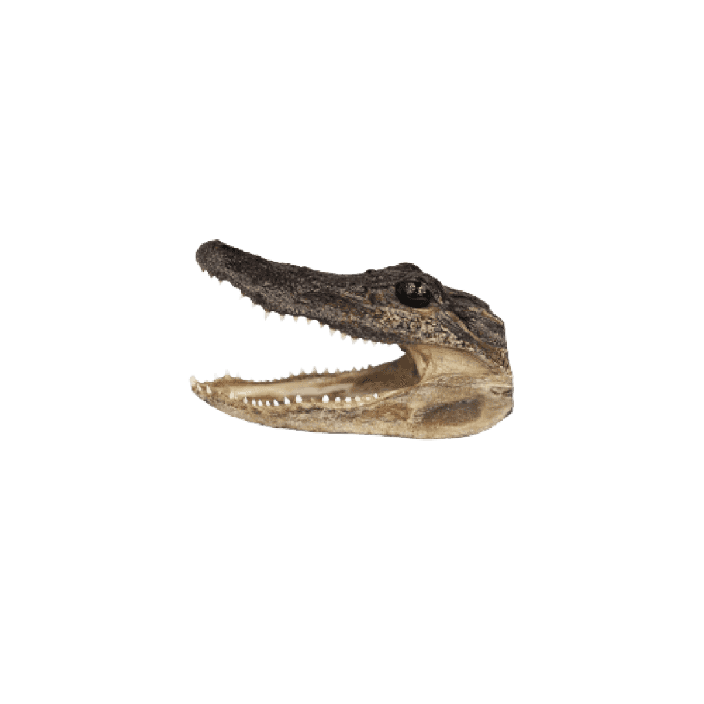 Taxidermied Authentic American Alligator Head