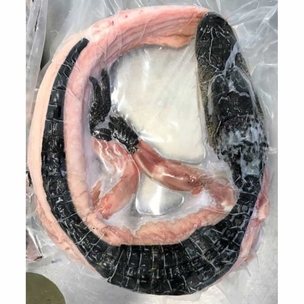 Whole Alligator Small 5 to