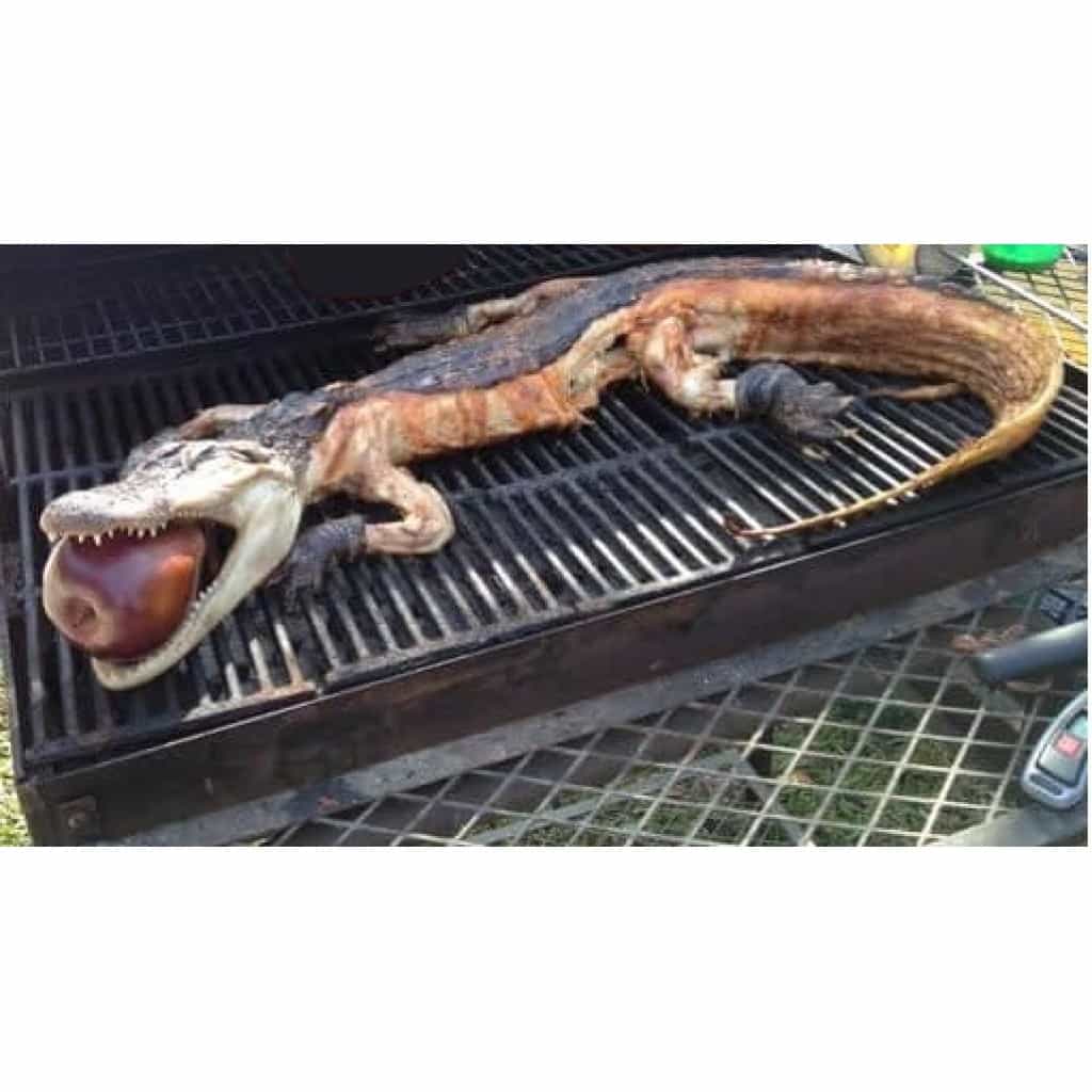 Whole Alligator (Extra Large) 19 to