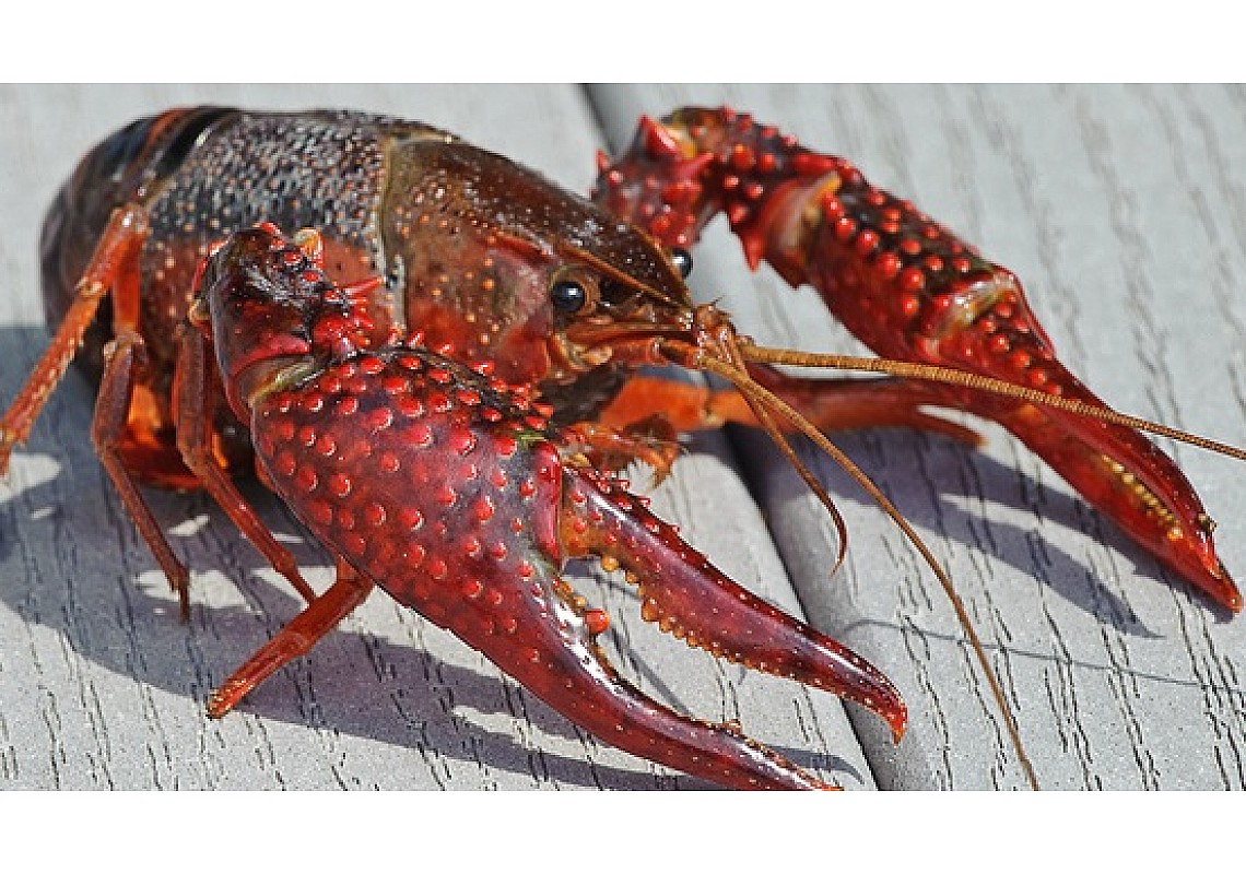 Live Crawfish - Where can I get Crawfish?