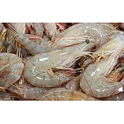 13/15 Gulf White Shrimp - Extra Jumbo (Heads-On) IQF
