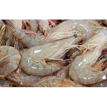 10/15 Gulf White Shrimp - Extra Jumbo (Heads-On) IQF
