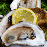 Fresh Louisiana Oysters (shucked) 1 Gallon