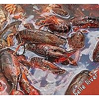 LIVE Crawfish Belle River 1 Sack w/o seasoning