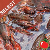 Live Crawfish Select w/ seasoning 1 Sack