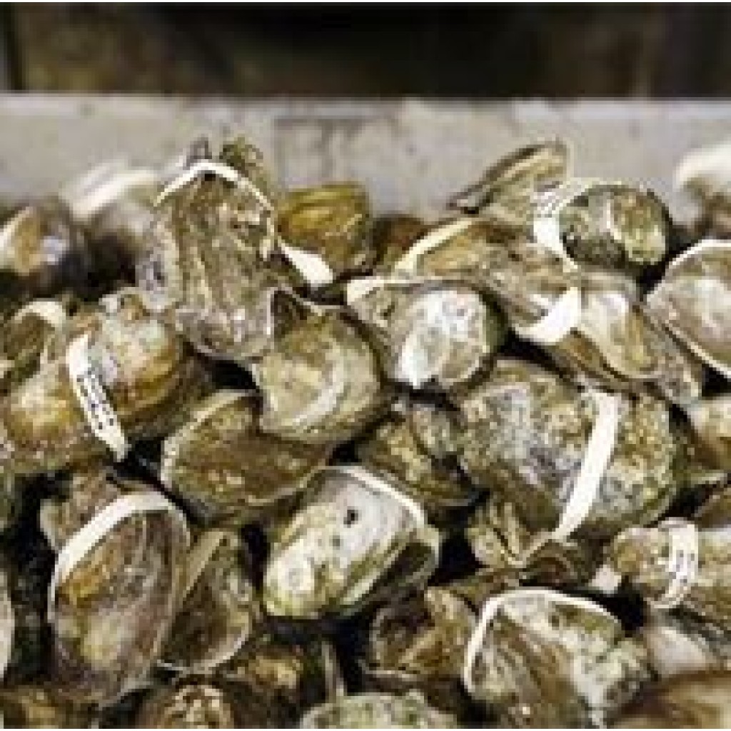 Louisiana Oysters (Whole) Pasteurized