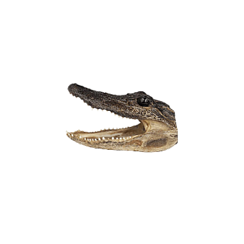 Taxidermied Authentic American Alligator Head