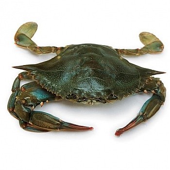 crab