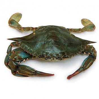 Soft Shell Crab (Medium)