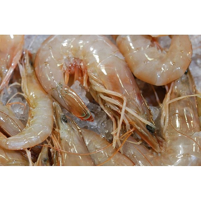 U 10 Gulf White Shrimp Super Jumbo Heads On Iqf