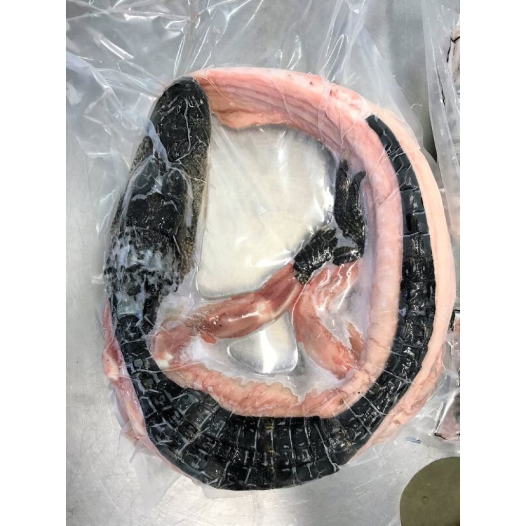 Whole Alligator (Large)