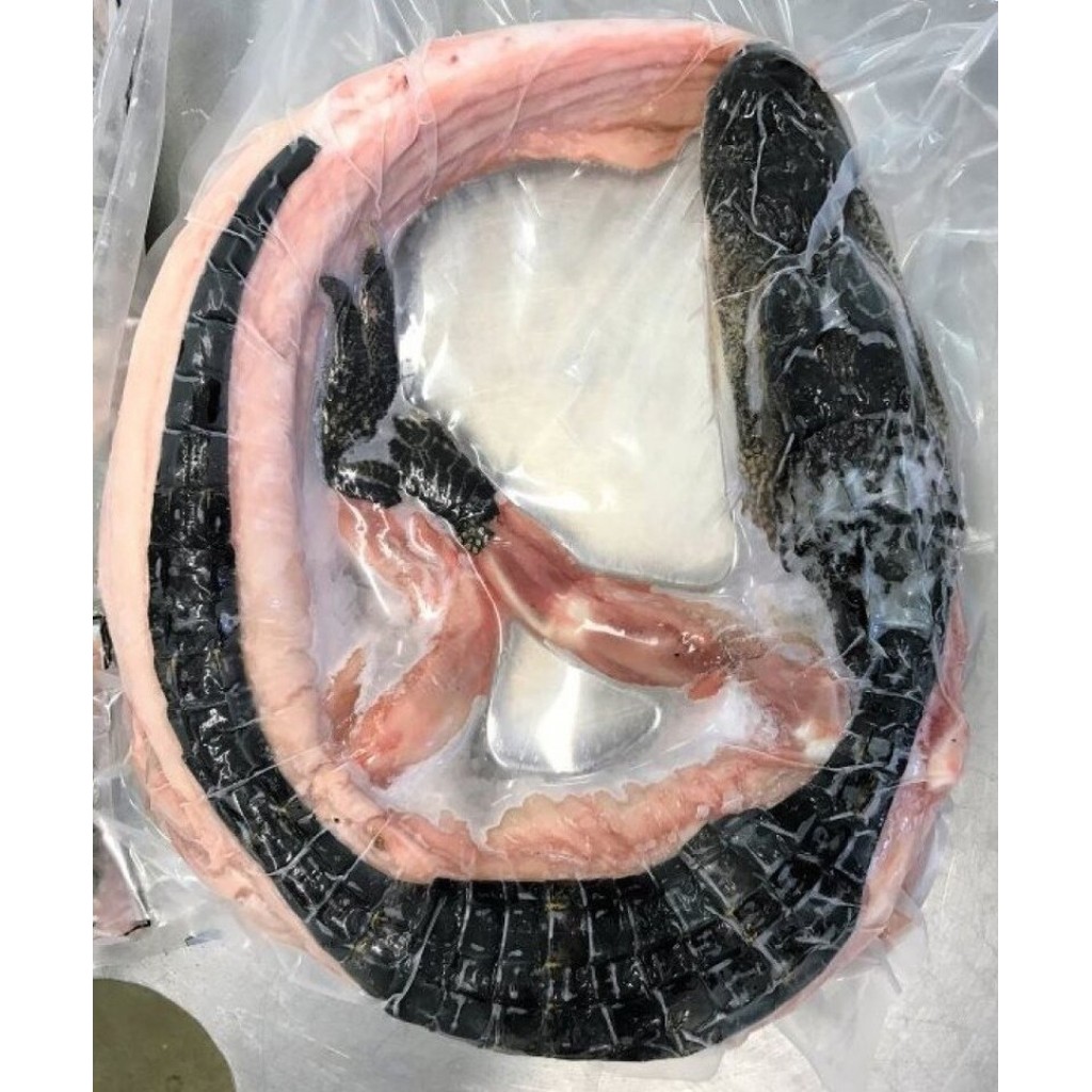 Whole Alligator Small 5 to