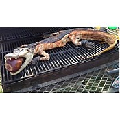 Whole Alligator 24 lbs Plus 2XL