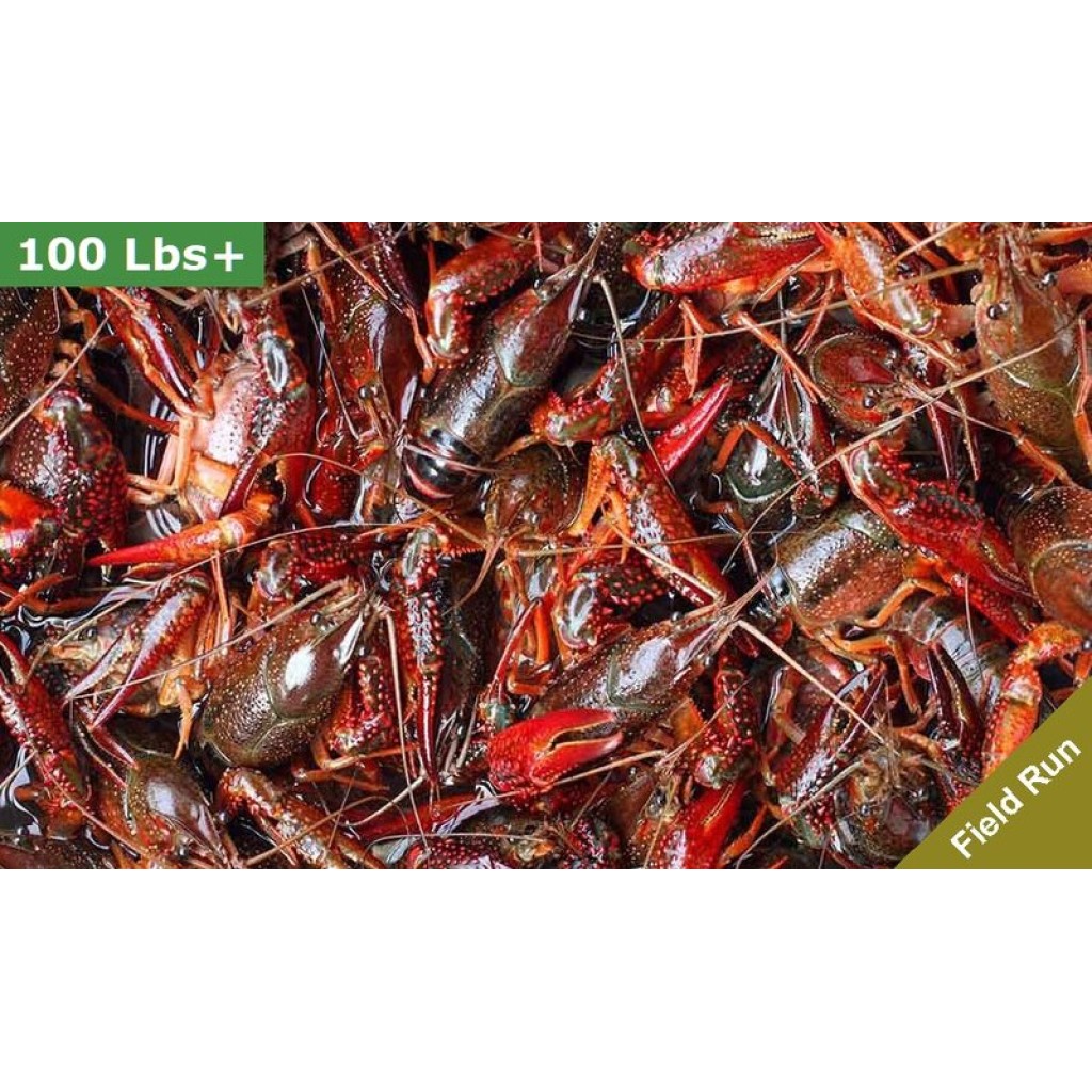 90 lbs Field Run Crawfish – Order Live Crawfish in Bulk
