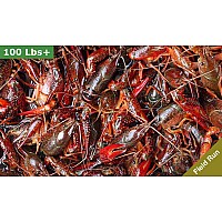 90 lbs Field Run Crawfish – Order Live Crawfish in Bulk