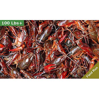 Three sacks of field-run crawfish totaling 90 lbs