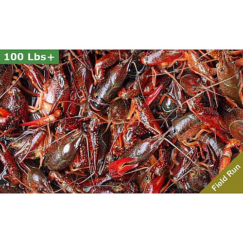 LIVE Crawfish 100 plus lbs Washed (FIELD RUN) price per lb
