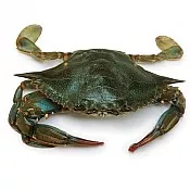 Soft Shell Crab (Large)