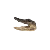 Taxidermied Authentic American Alligator Head