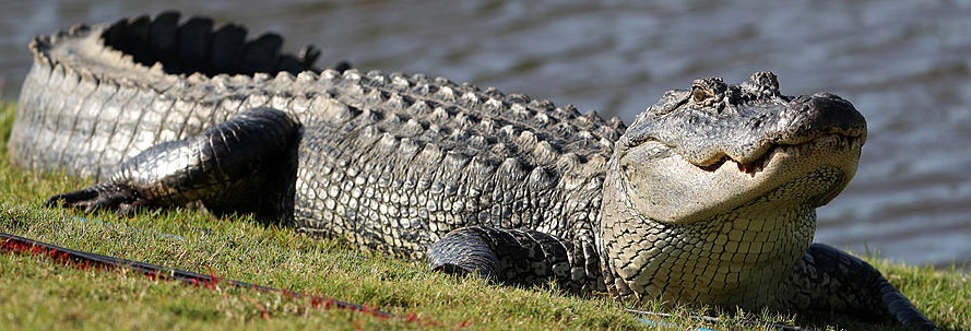 Louisiana Alligator Meat for sale